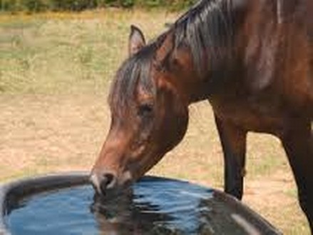 Wasser Hygiene mit Plocherkat